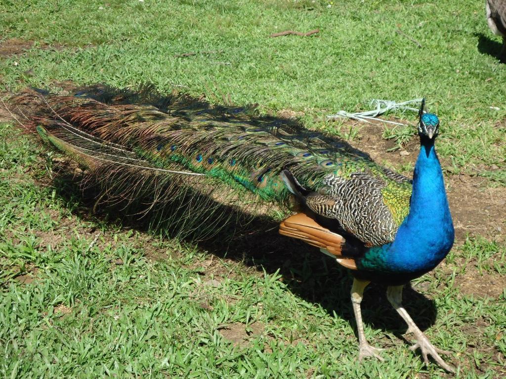 Hotel Fazenda Pampas Canela Eksteriør bilde