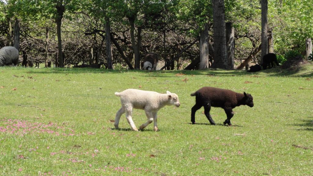 Hotel Fazenda Pampas Canela Eksteriør bilde