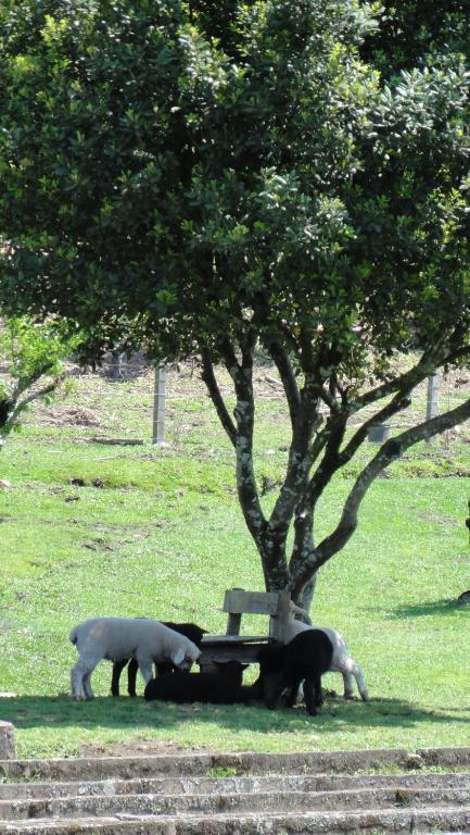 Hotel Fazenda Pampas Canela Eksteriør bilde